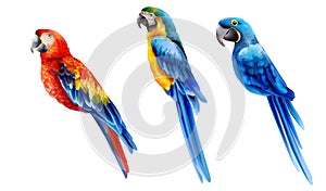 Set of colorful watercolor parrots in different coloration photo