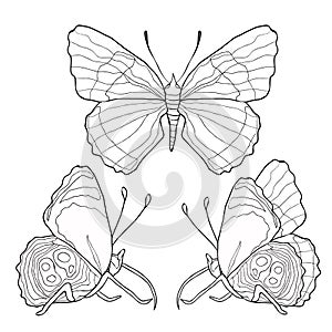 Set coloring of Diaethria clymena Butterfly. vector illustratio photo
