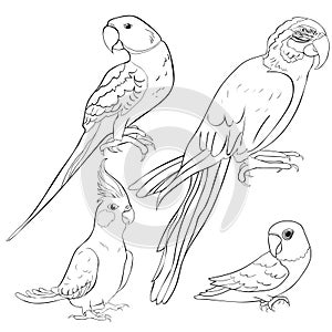 Set coloring Indian parrot ozherelovy, Masked Lovebird, corella