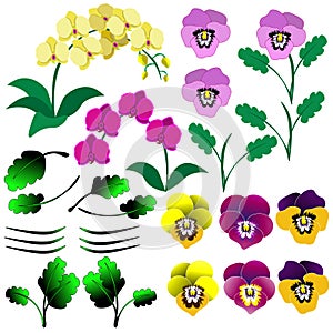 Set of colourful flowers, orchids, pansies and leaves, isolated on white background. Clipart, vector.