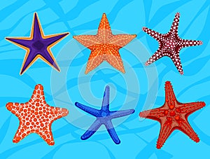 Set of colourful realistic starfishes, underwater invertebrate animal. photo