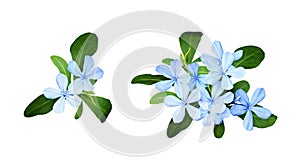 Set of composition with plumbago flowers and leaves