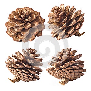 Set of cones various coniferous trees isolated on white background