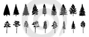 Set of conifer and fir tree silhouettes, black shapes on white background