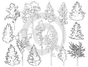 Set of coniferous and deciduous trees for architecture and landscape design, line drawing, contour. Vector illustration photo
