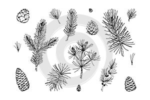 Set of coniferous plant decor elements in sketch style isolated on white background. Vector illustration of fir, pine, larch