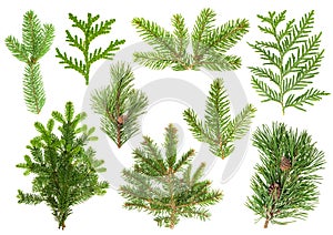 Set of coniferous tree branches. Spruce, pine, thuja, fir