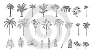 Set constructor from realistic black silhouettes isolated tropical palm trees, branch and separate banana leaves