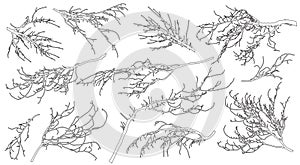 Set of contour bare branches of deciduous tree for architecture and landscape design. Vector illustration
