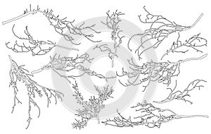 Set of contour bare branches of deciduous tree for architecture and landscape design. Vector illustration photo