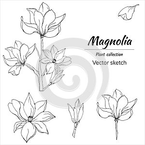 Set of contour flowers of magnolia on a white background. Vector black and white floral sketch