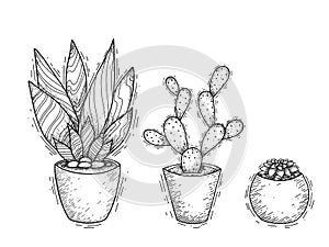 Set of contour illustration of succulent cactus in pots with hatching. Engraved picture of a home plant for interior decoration.