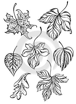 Set of contour leaves
