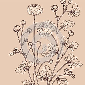 Illustrator Artwork in engraving style. set of contour peony, poppy, anemone, ranunculus flower, line art, black and white illustr photo