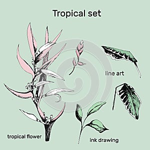 Set of contour vector flowers. Hand drawn branches and leaves of tropical plants. Monochrome floral pattern. Heliconia psittacorum