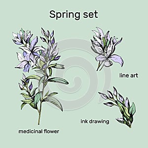 Set of contour vector flowers. Medicinal plant Veronica Formosa drawn by ink. Contour Clipart for use in design