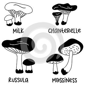 Set of contoured edible mushrooms with names. Vector illustrations of edible mushrooms of the autumn forest, russula, mossiness,