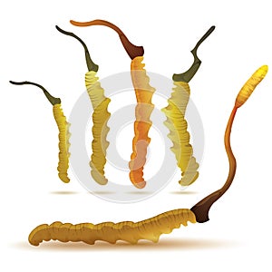 Set of cordyceps
