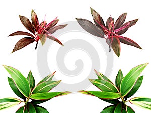 Set of Cordyline plants. Red and green leaves plants.