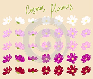 Set of cosmos flowers, vector