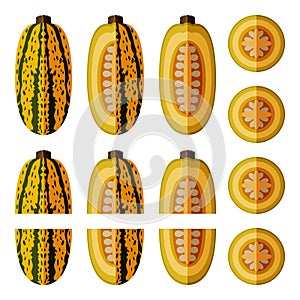 Set of Courge Spaghetti winter Squash Flat