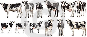 Set of cow with front side and back views isolated