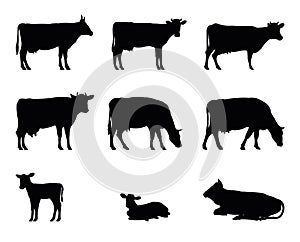 Set of Cow grazing. Picture silhouette. Farm pets. Animals for milk and dairy products. Isolated on white background