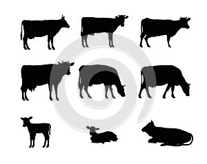 Set of Cows graze in pasture. Picture silhouette. Farm pets. Domestic farm animals for milk and dairy products. Isolated