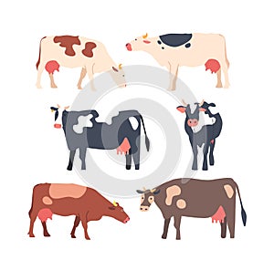 Set of Cows Isolated White Background, Brown, Clack And White Cows with Large Eyes And Prominent Snout Chew Its Cud