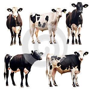 Set of cows isolated on a white background for your designs.