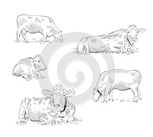 Set of cows on pasture in different poses