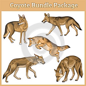 Coyote vector illustration Bundle photo