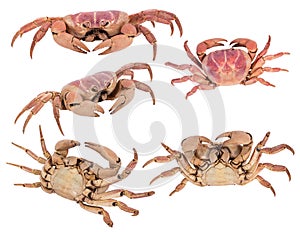 set of crab isolated on white background with clipping path , dry-specimen animal marine