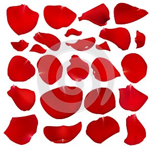 A set of crimson rose petals.