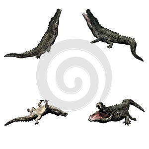 Set of crocodile in different movements on white background
