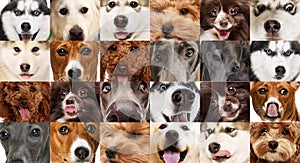 Set of cropped shoots different dogs faces. Close up.