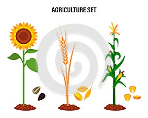 Set of crops, sunflower, wheat, corn. Concept for organic products labels, harvest and agriculture healthy food