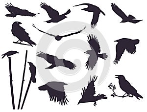 Set of crows (13 pieces)