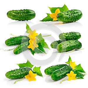 Colocar pepino hojas 