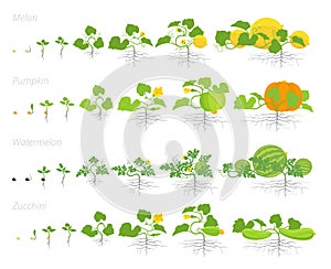 Set of cucurbitaceae plants growth animation. Pumpkin melon and watermelon zucchini or courgette plant. Vector infographics photo