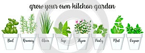 Set of culinary herbs in white pots with labels. Green growing basil, sage, rosemary, chives, thyme, parsley, mint, oregano photo