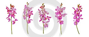 Set of cut out pink mokara orchids stem isolated on white background