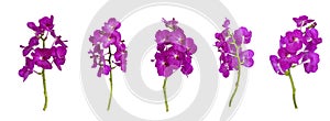 Set of cut out purple vanda orchids stem isolated on white background on summer season