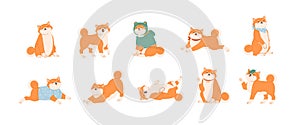 Set of cute Akita Inu dogs in various postures. Funny Japanese Shiba Inu puppies waxing with paw, lying, running