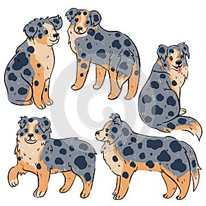 Set of cute Australian Shepherd dogs isolated on white background. Vector graphics