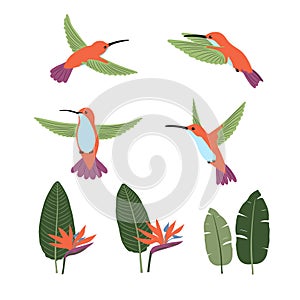 Set of cute cartoon hummingbirds and strelitzia. Vector collection of tropical birds and plants