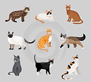 Set of cute cartoon kitties or cats photo