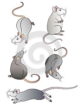 Set of cute cartoon linear decorative rats. Five decorative rats for New Year cards 2020 - vector set. Little mouse.