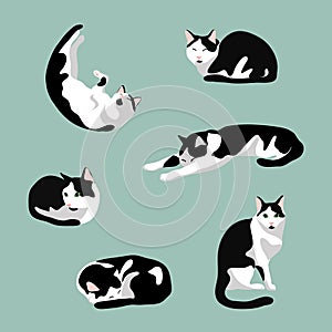 Set of cute cat in various poses: sleeping, sit, stretching. Black and white cat with green eyes  isolated on blue  background.