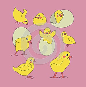 Set of cute chickens. little yellow chickens in different poses